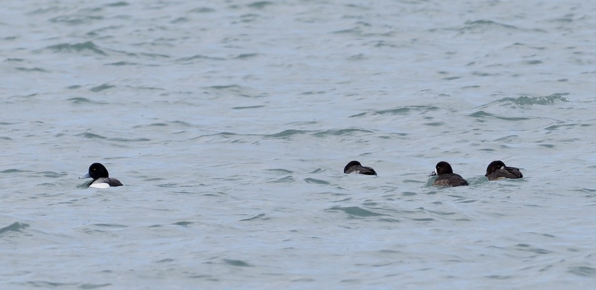 Greater Scaup - ML615052013