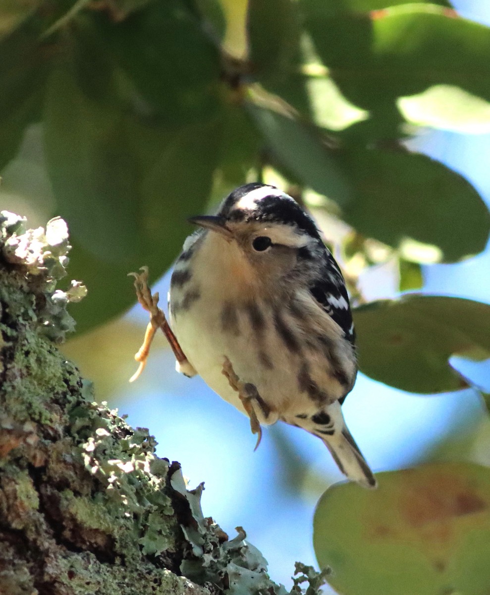 Black-and-white Warbler - ML615052330