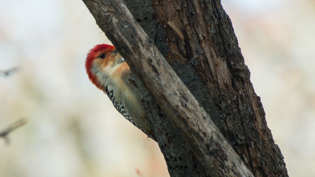 Red-bellied Woodpecker - ML615052396