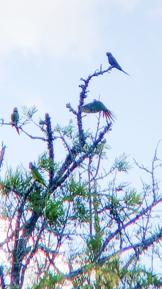 Blue-crowned Parakeet - Cristian  Cardozo