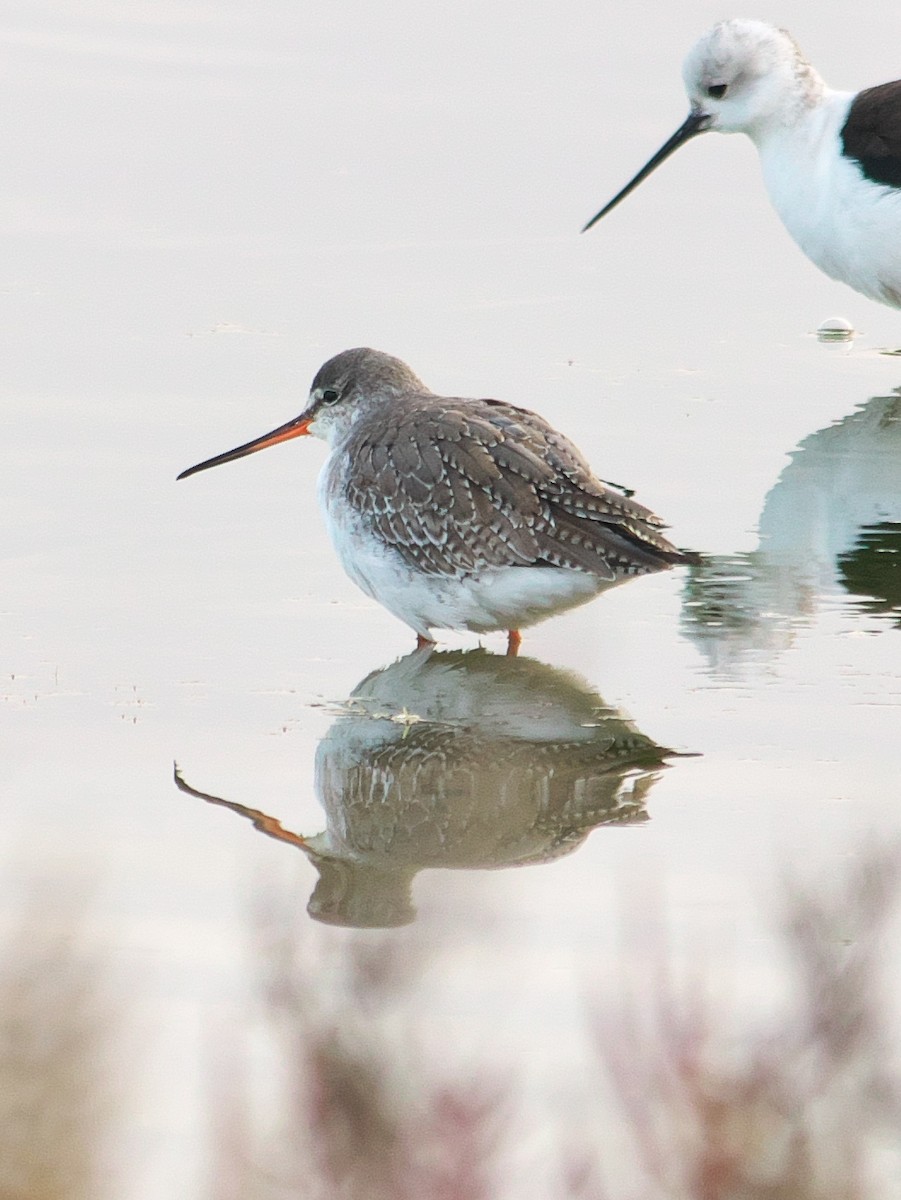 Spotted Redshank - ML615052613