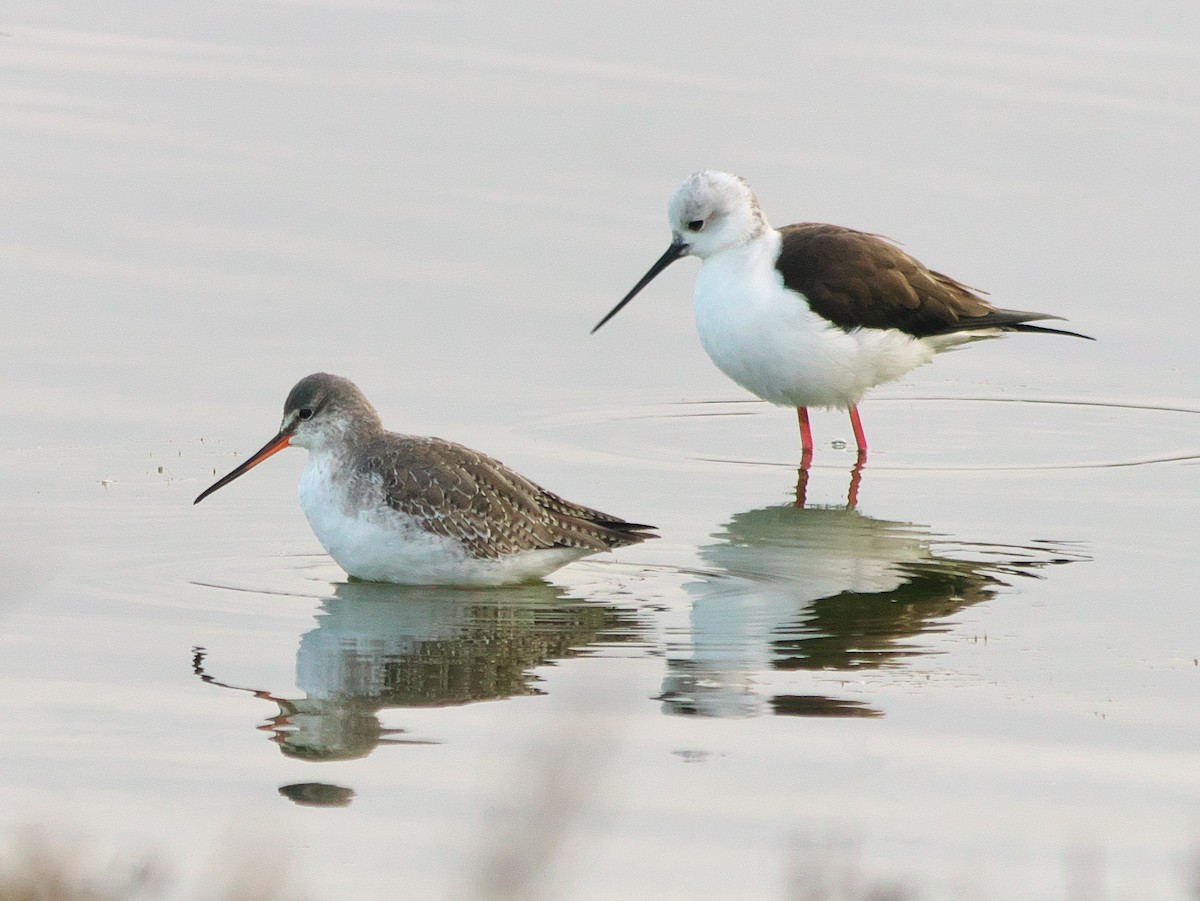 Spotted Redshank - ML615052614