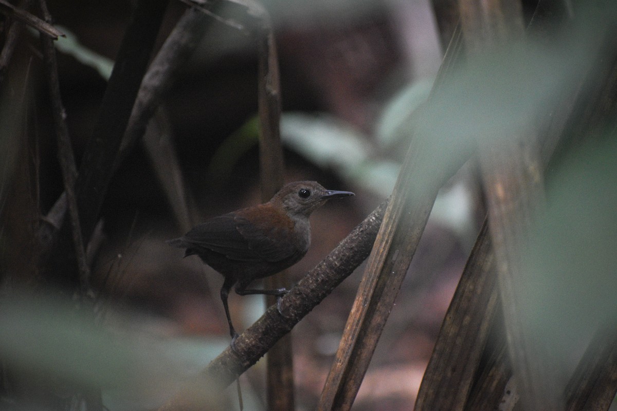 Scaly-breasted Wren (Whistling) - ML615052850