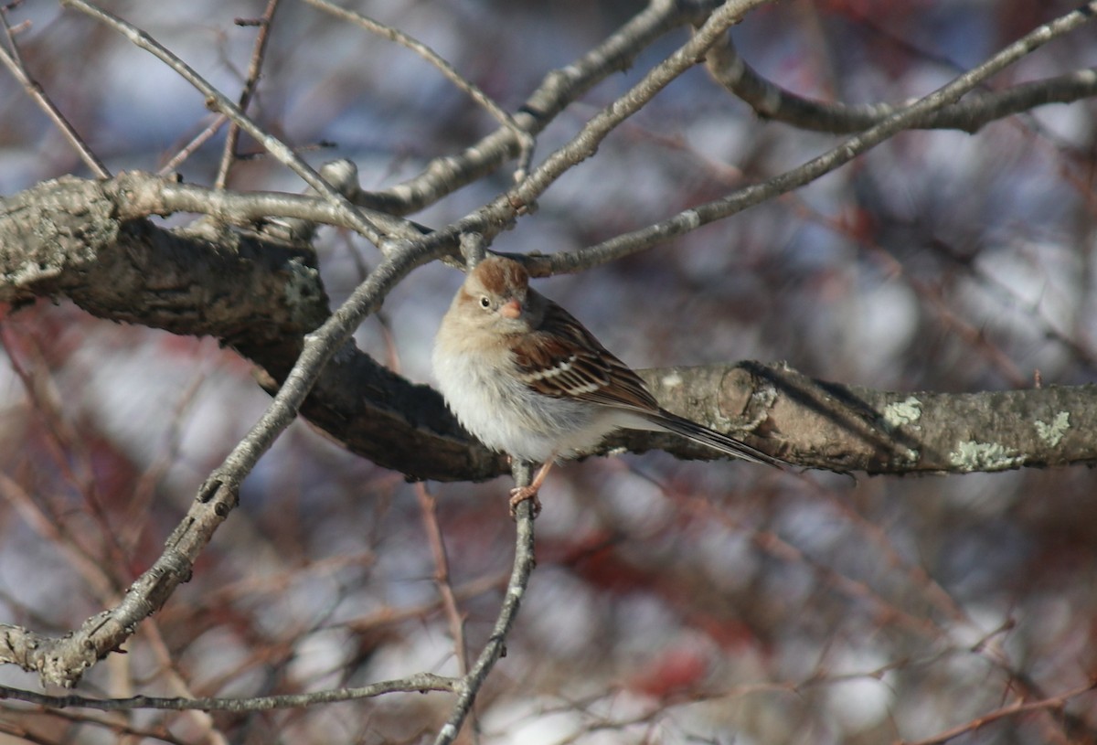 Field Sparrow - ML615052908