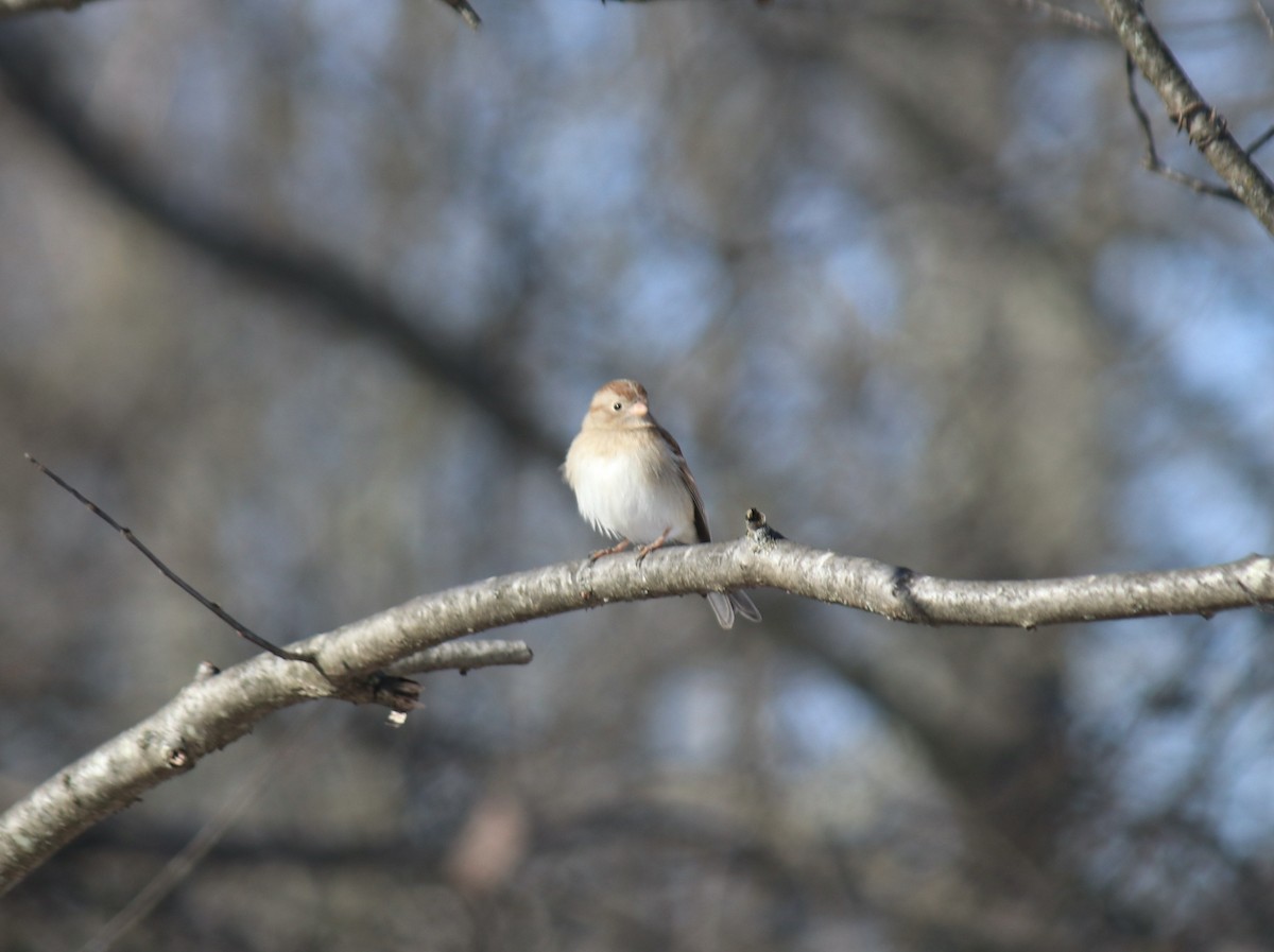 Field Sparrow - ML615052918