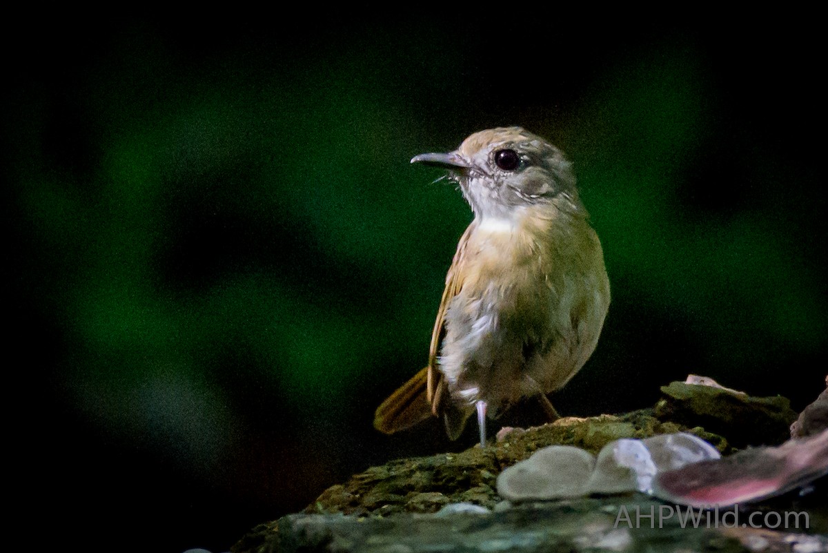Fulvous-chested Jungle Flycatcher - ML61505301