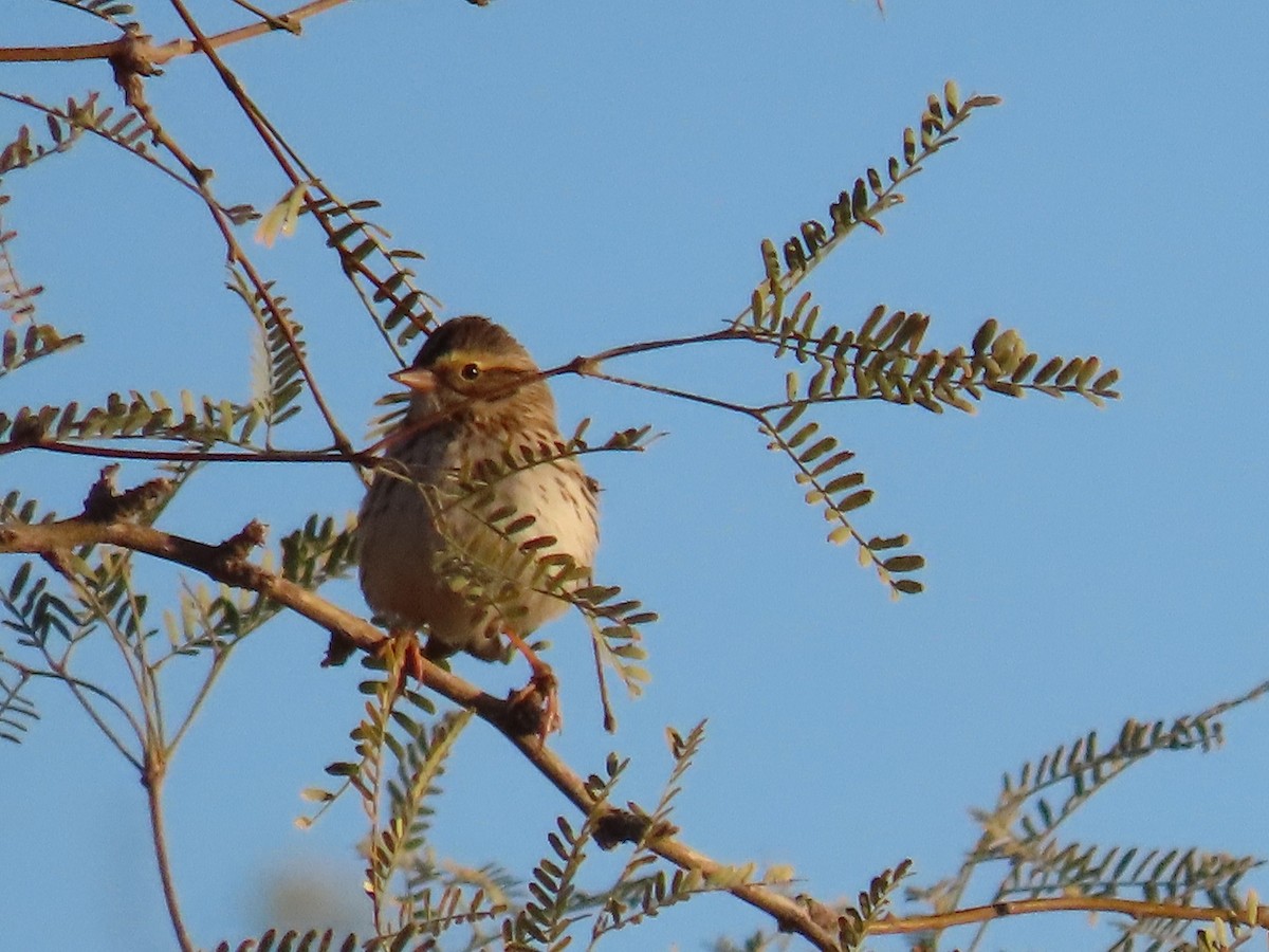 Savannah Sparrow - ML615053234