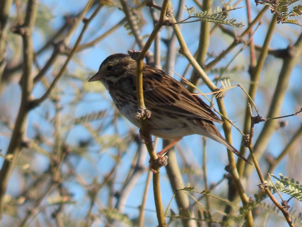 Savannah Sparrow - ML615053236