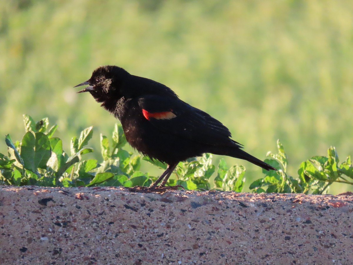 Red-winged Blackbird - ML615053254