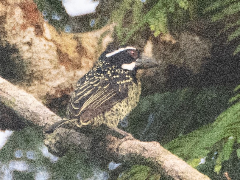 Hairy-breasted Barbet - Gavin Ailes