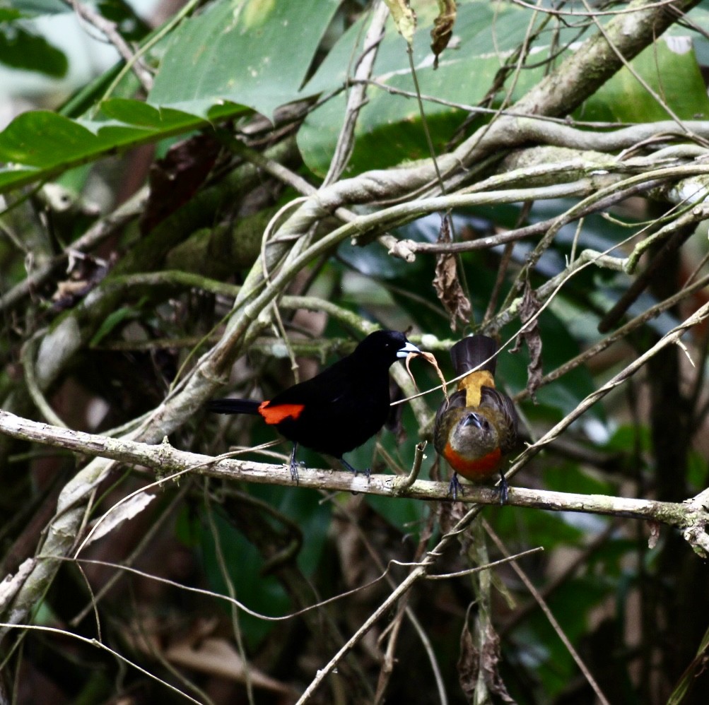 Scarlet-rumped Tanager - ML615053418