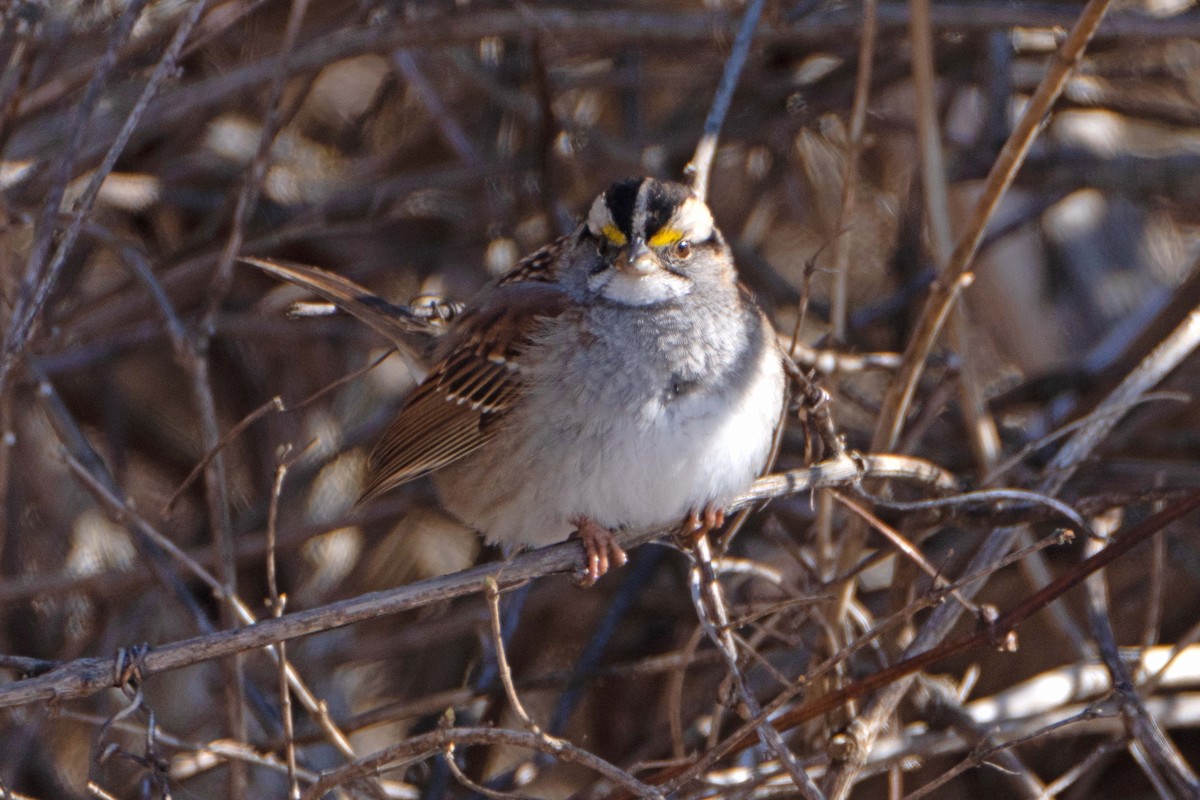 White-throated Sparrow - Susan Elliott
