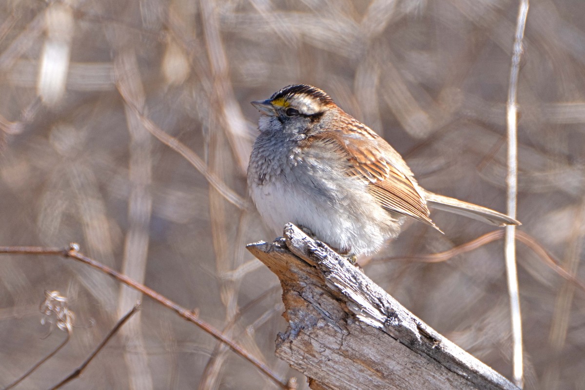 White-throated Sparrow - ML615053435