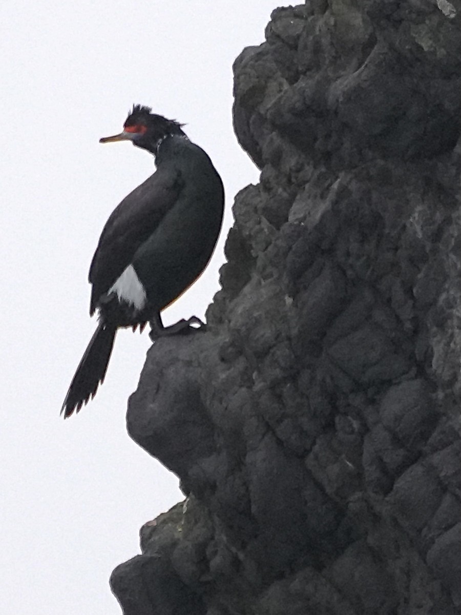 Red-faced Cormorant - ML615053714