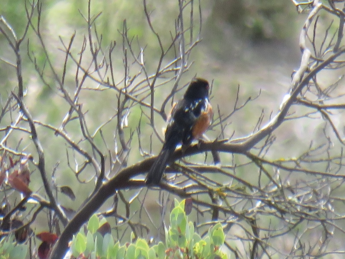 Spotted Towhee - ML615053736