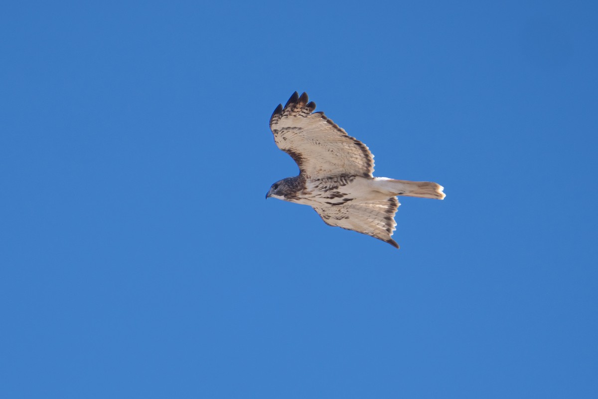 Red-tailed Hawk - ML615053870