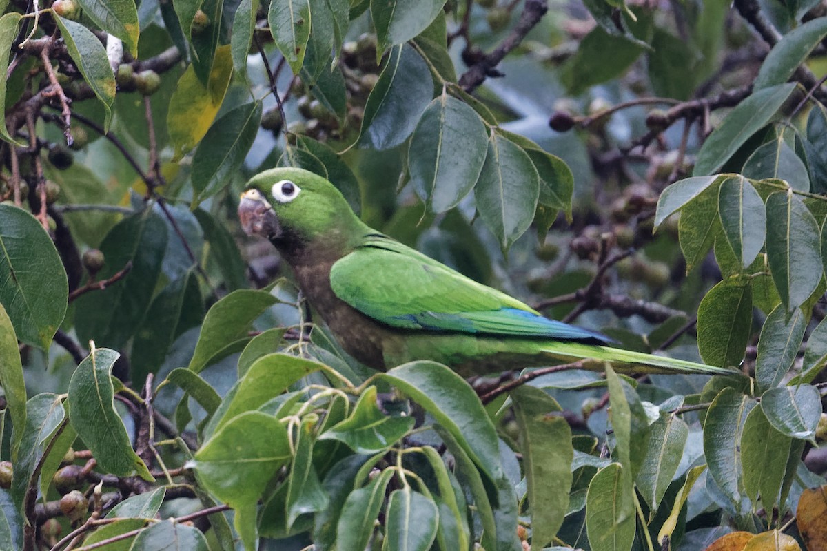 Olive-throated Parakeet - Scott Page