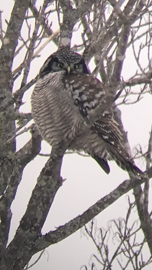 Northern Hawk Owl - ML615054583