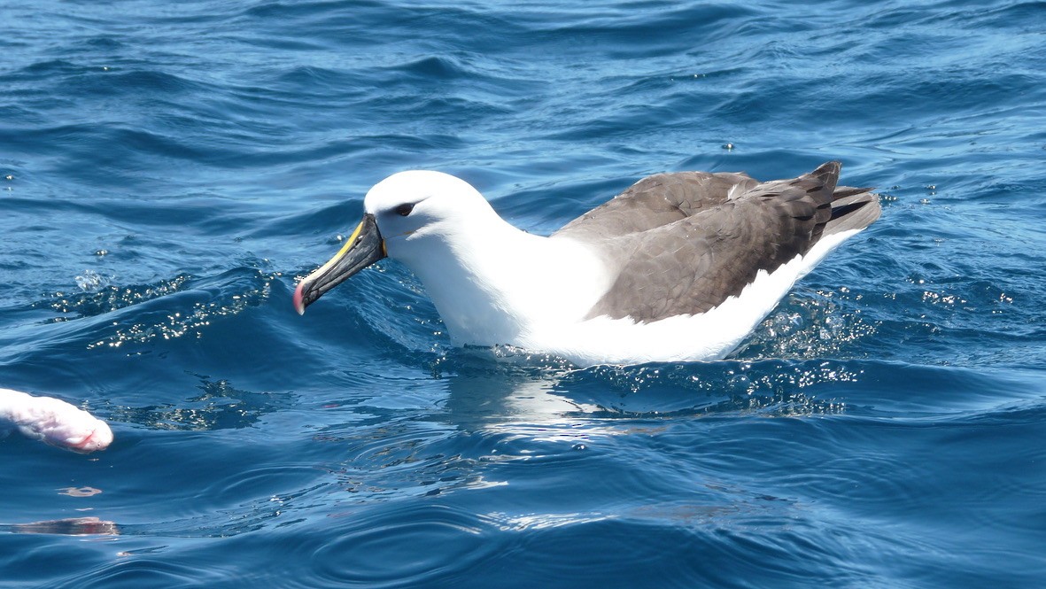 Indian Yellow-nosed Albatross - ML615055027
