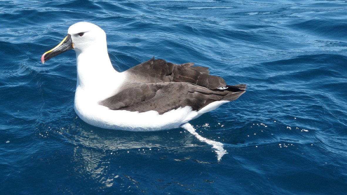 Indian Yellow-nosed Albatross - Wink Gross
