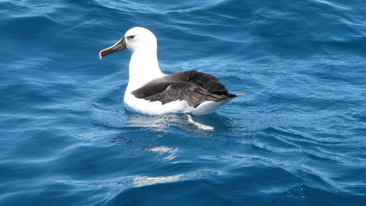 Indian Yellow-nosed Albatross - Wink Gross