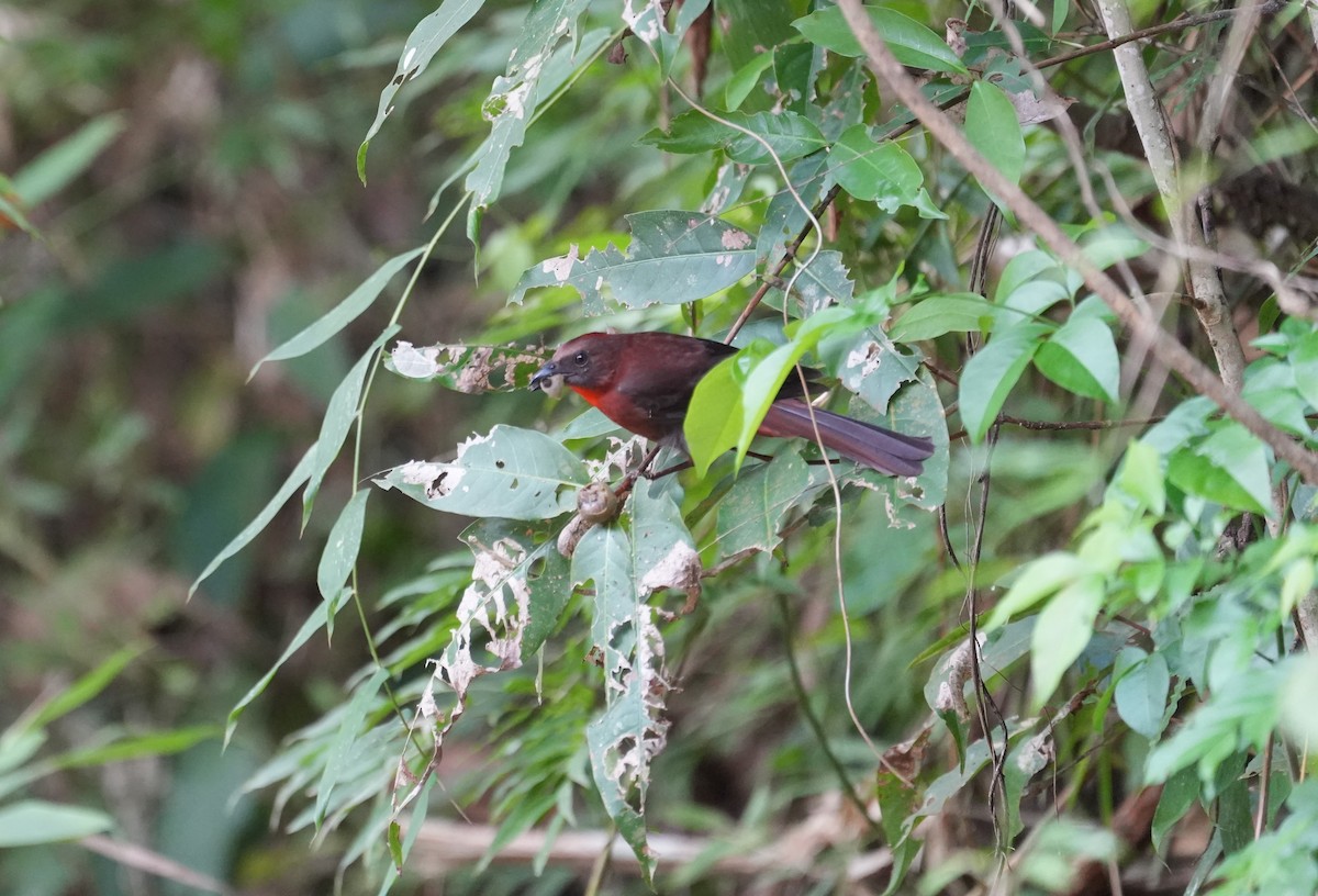 Red-throated Ant-Tanager (Red-throated) - Tasha Dimarzio