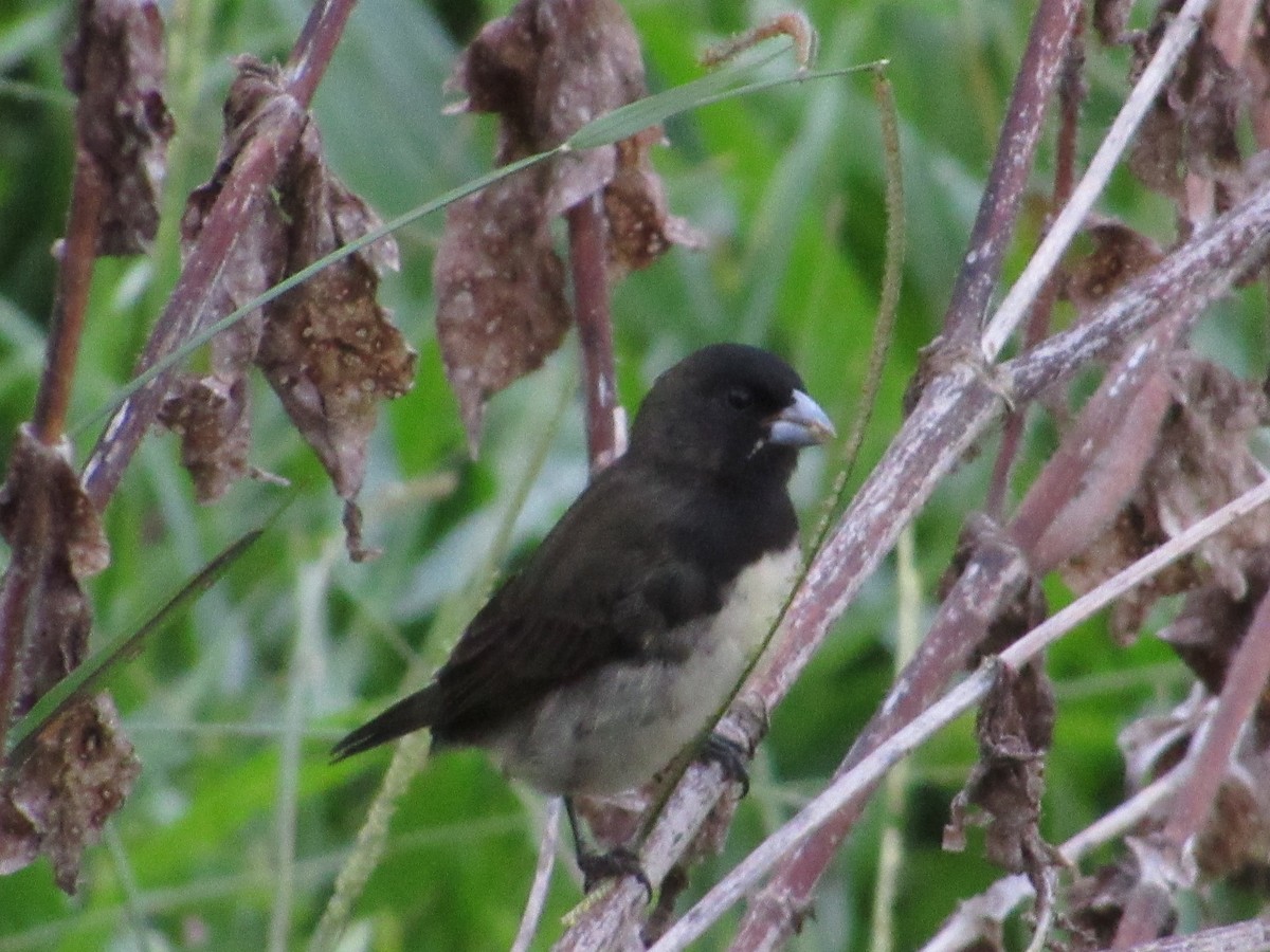Yellow-bellied Seedeater - ML615055460