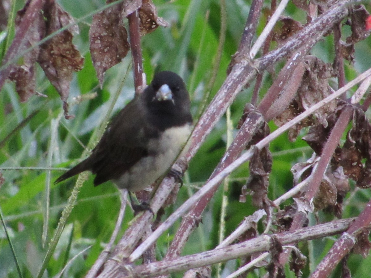 Yellow-bellied Seedeater - ML615055462