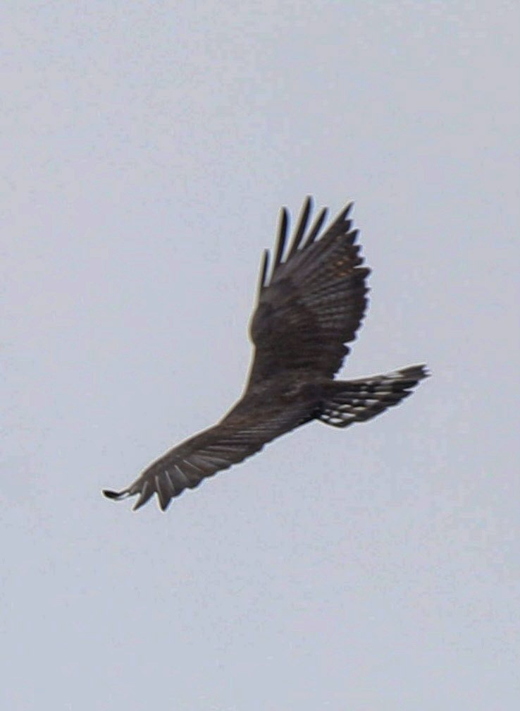 Zone-tailed Hawk - ML615055492
