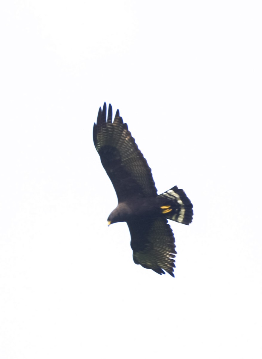 Zone-tailed Hawk - ML615055493