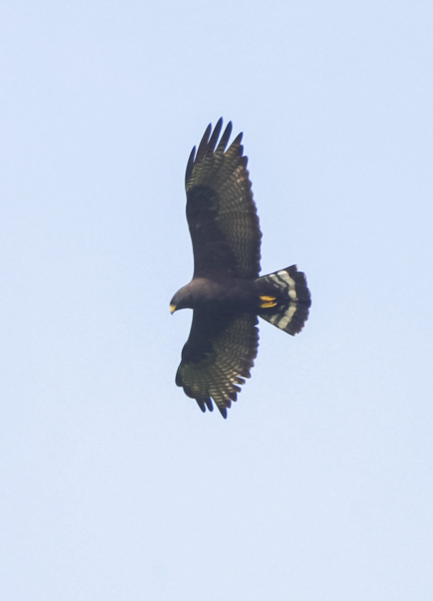 Zone-tailed Hawk - ML615055494