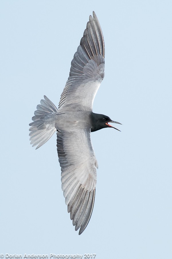 Black Tern - Dorian Anderson