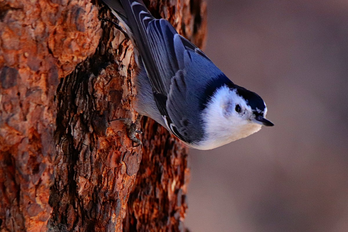 White-breasted Nuthatch - ML615055625