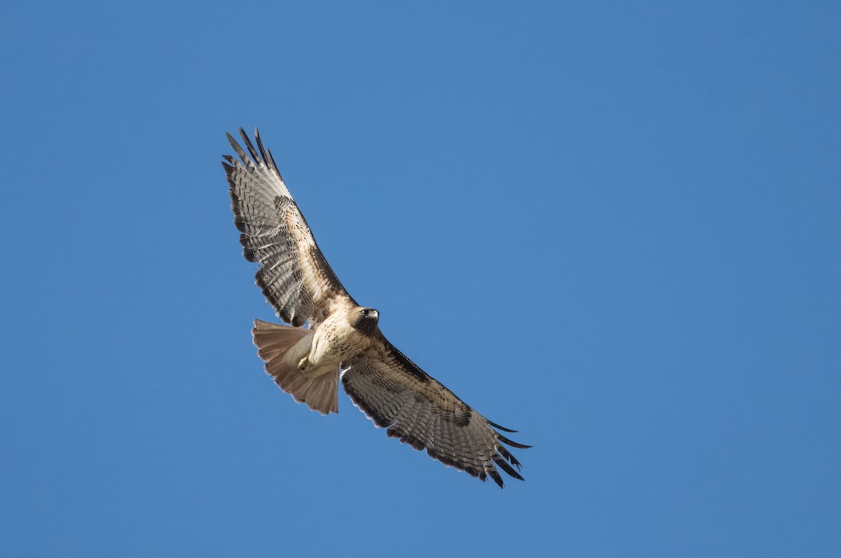 Red-tailed Hawk - ML615055673