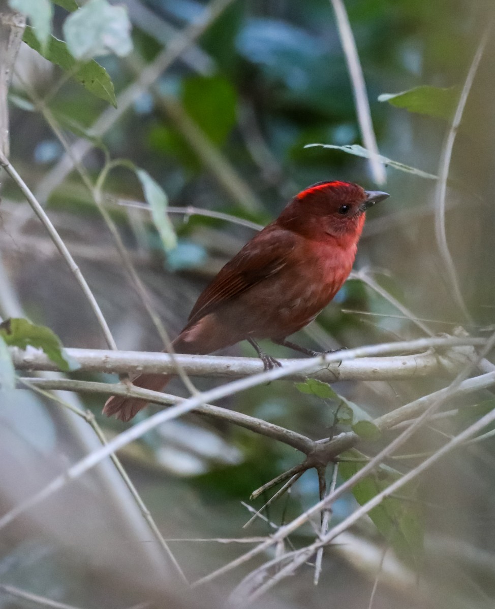 Red-crowned Ant-Tanager - ML615055755