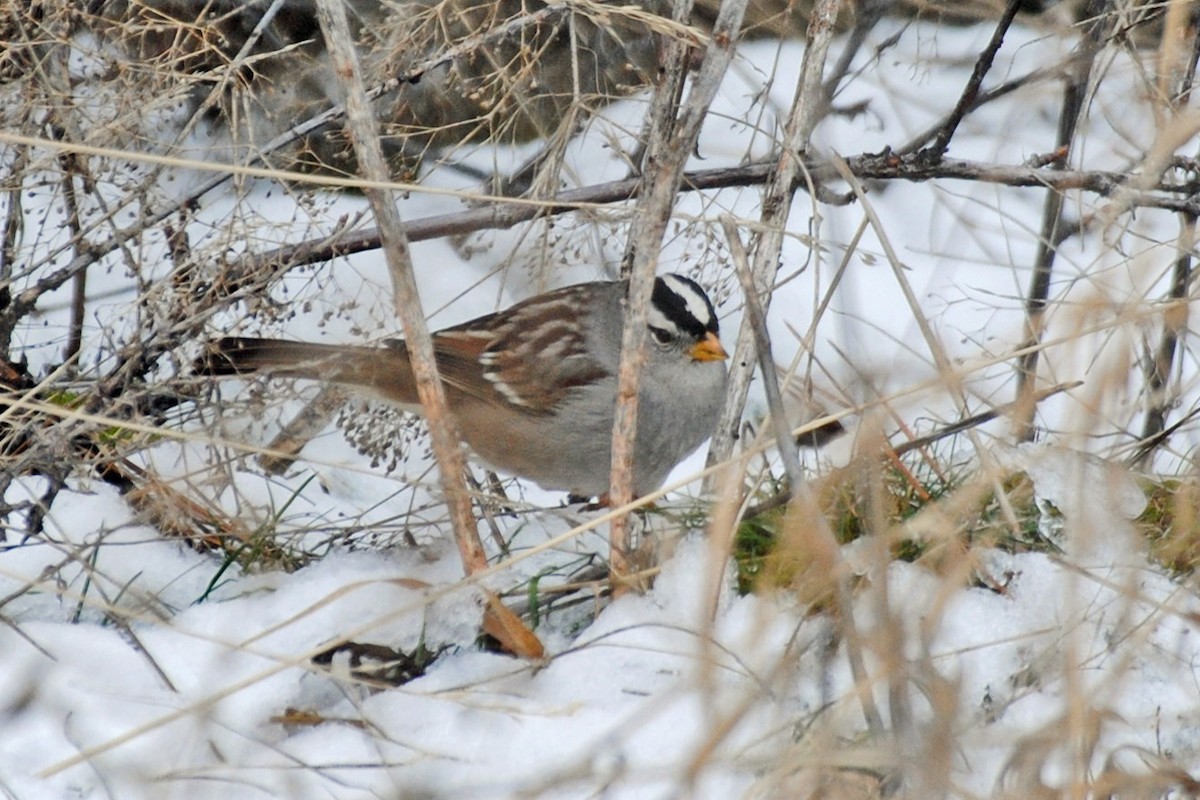 White-crowned Sparrow - ML615055872