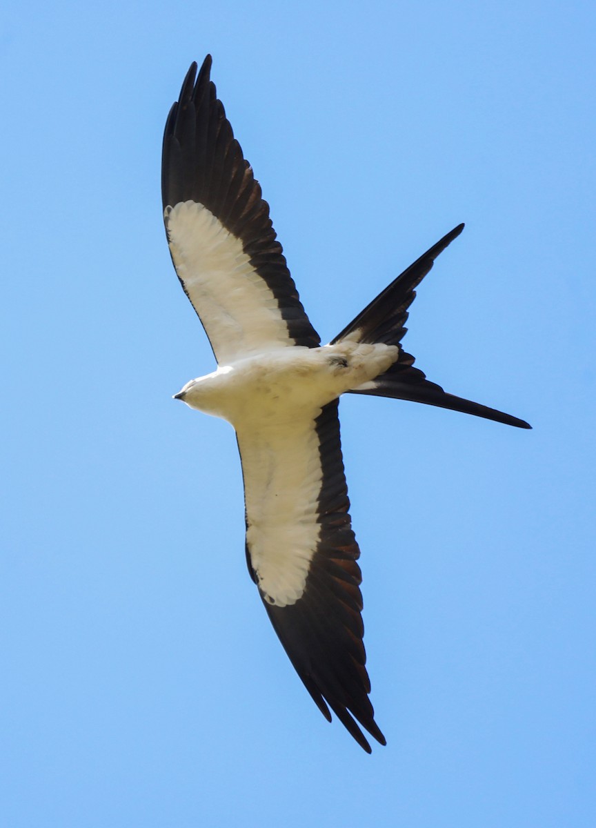 Swallow-tailed Kite - ML615056032