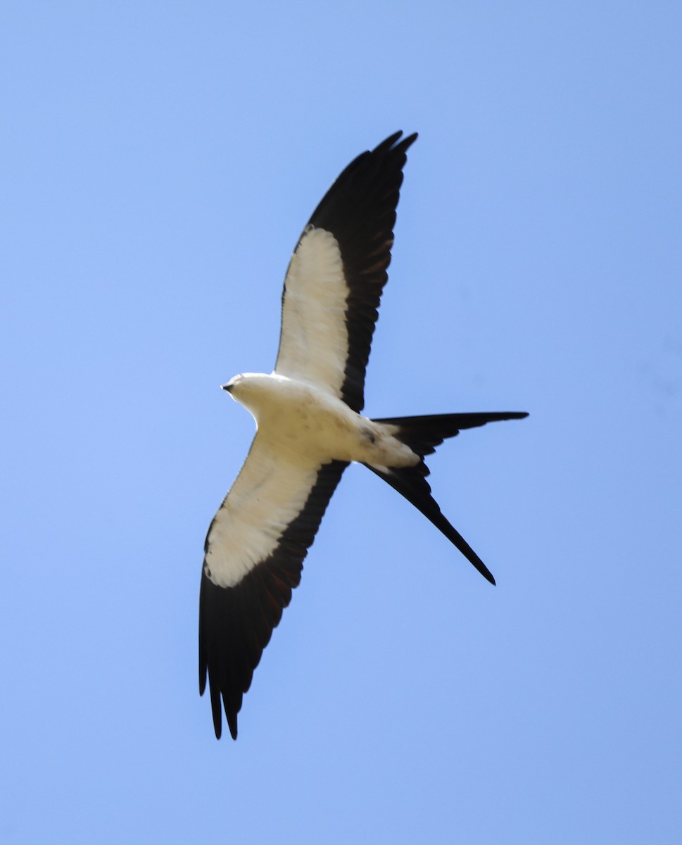 Swallow-tailed Kite - ML615056033