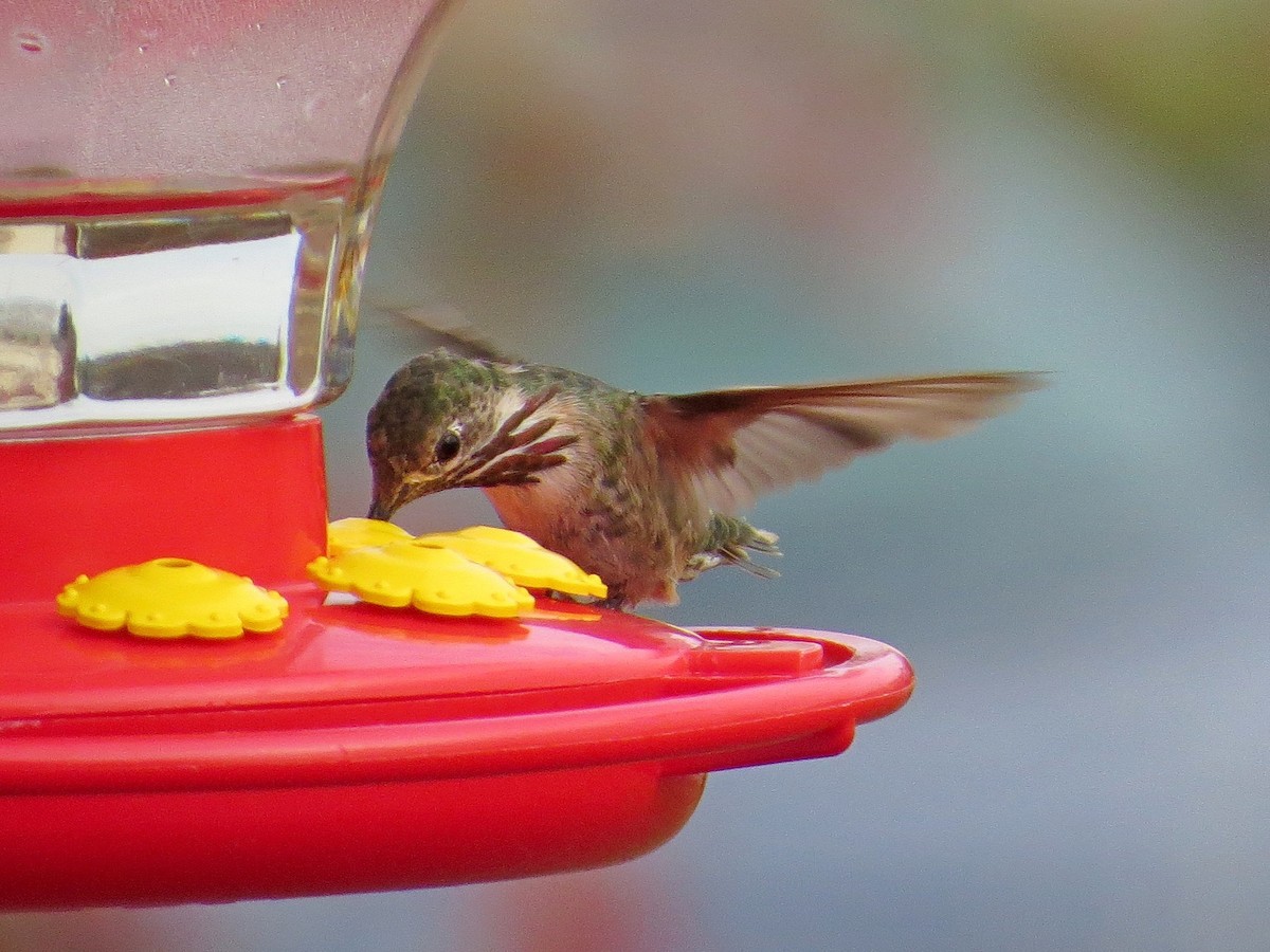 Calliope Hummingbird - ML615056040