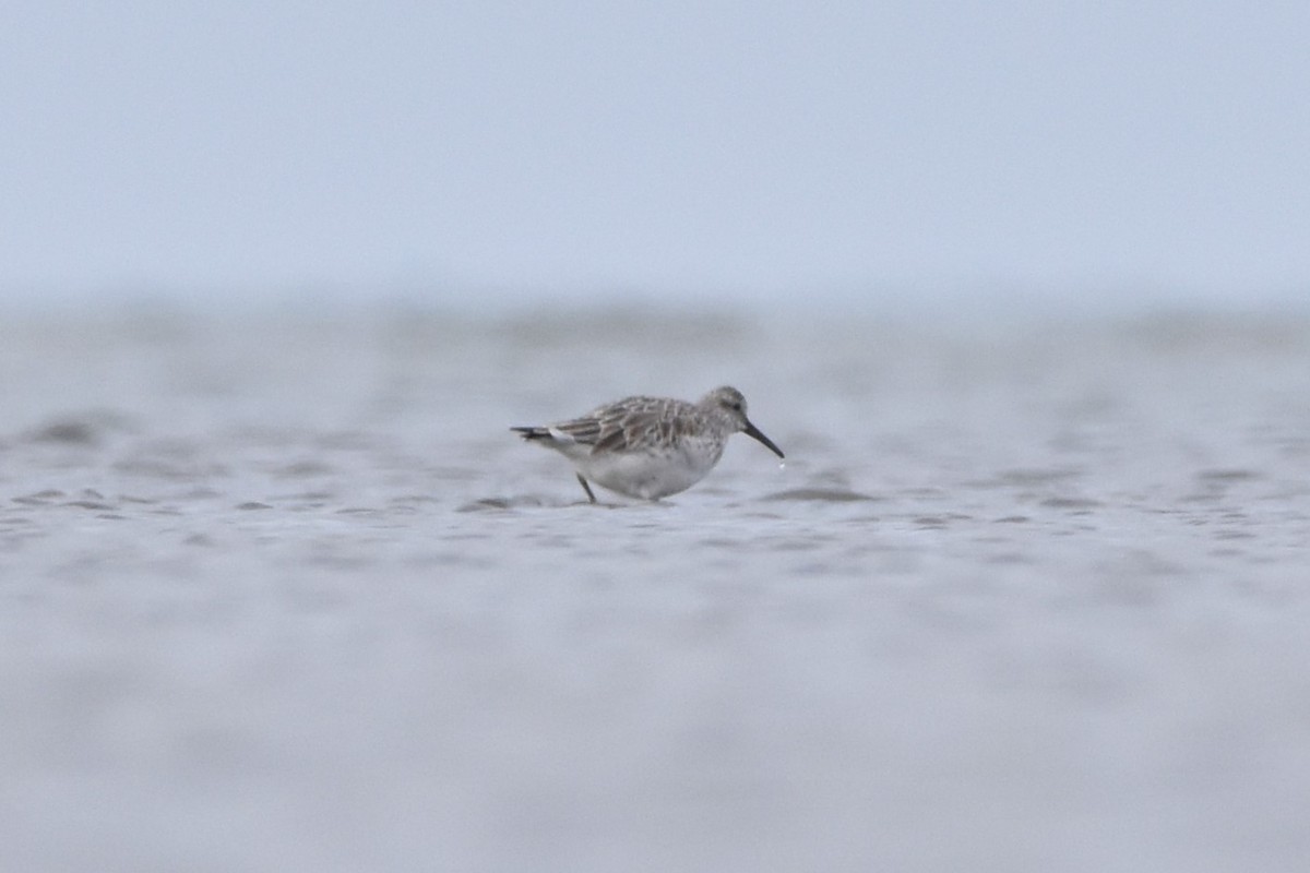 Great Knot - ML615056378