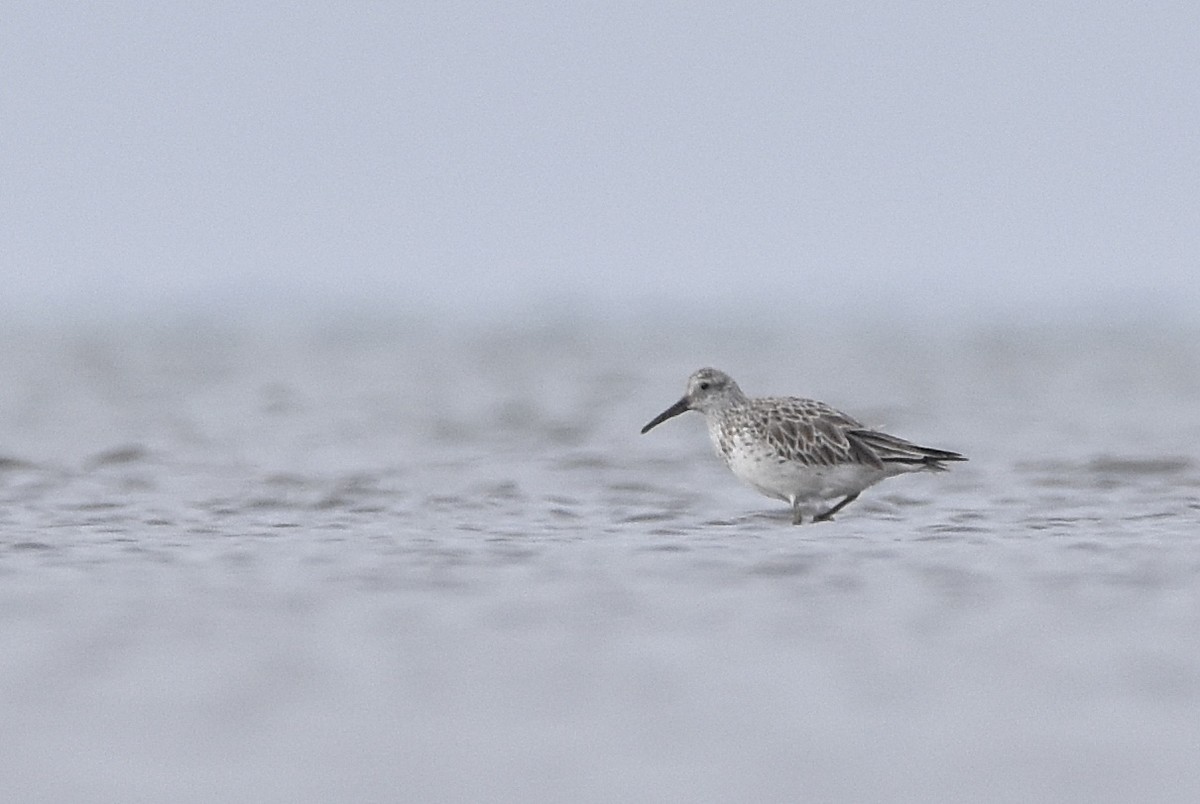 Great Knot - ML615056597