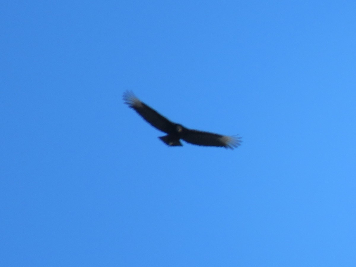 Black Vulture - ML615056705