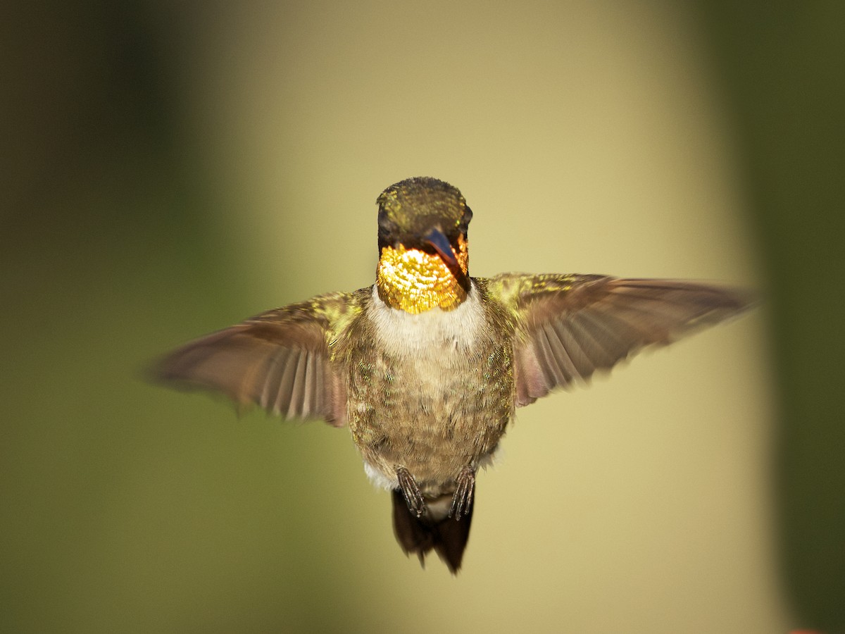 Ruby-throated Hummingbird - ML615056815