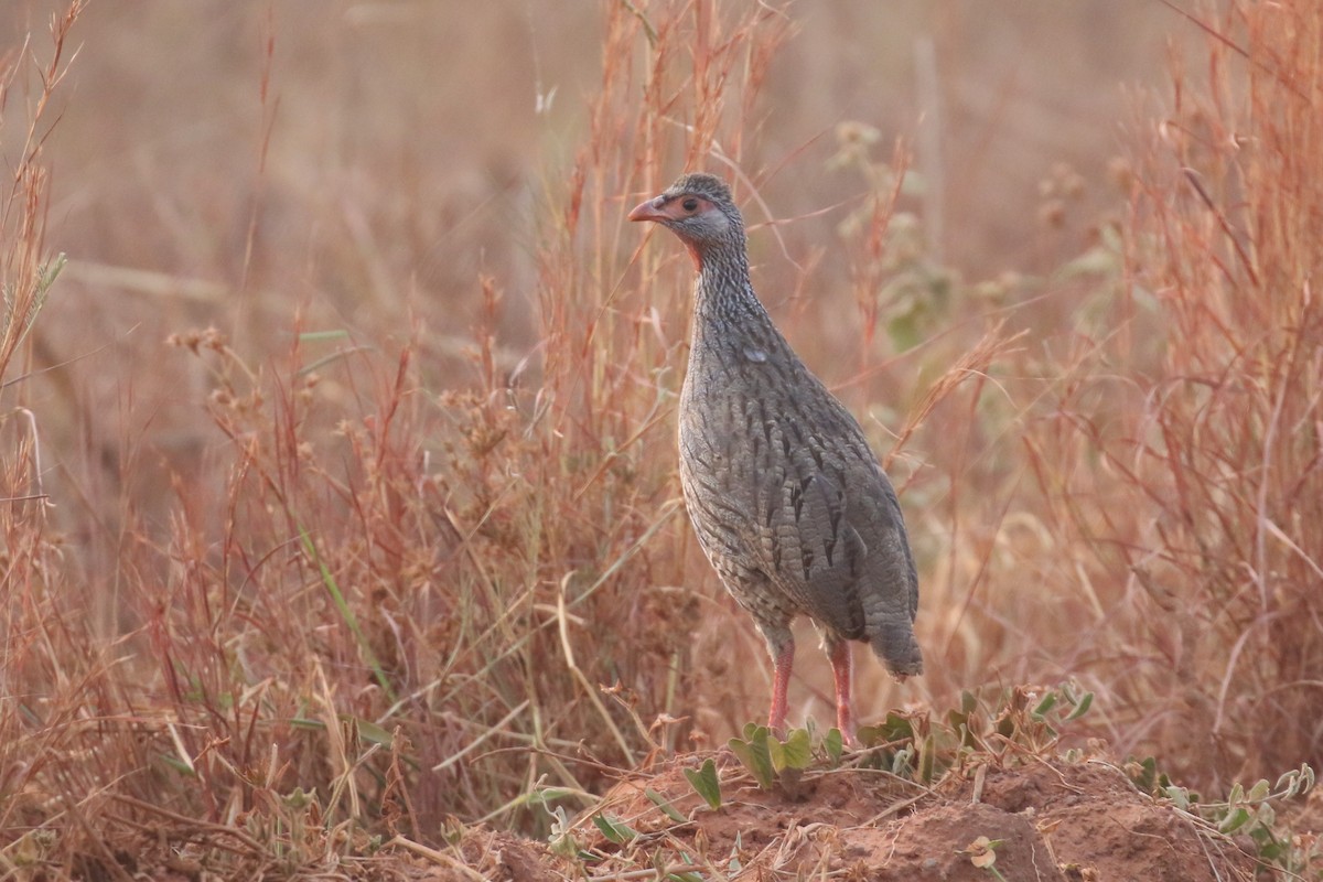 Gray-breasted Spurfowl - ML615056849