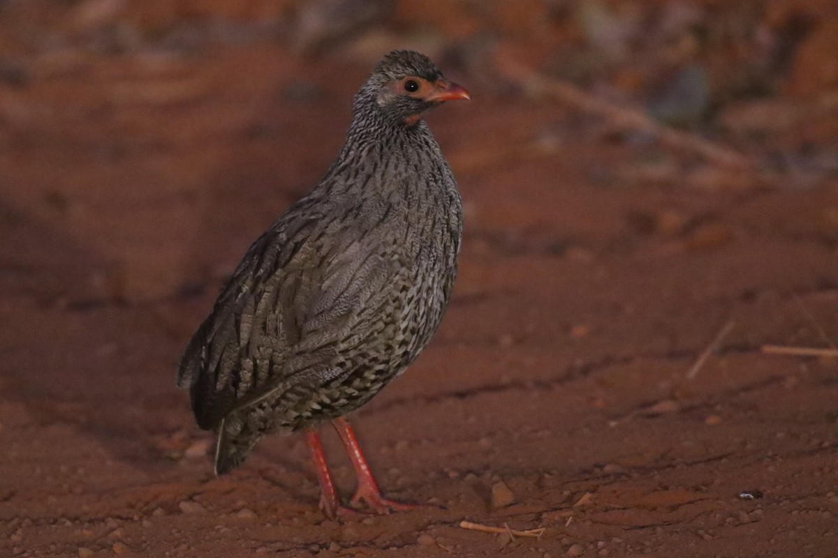 Gray-breasted Spurfowl - ML615056850
