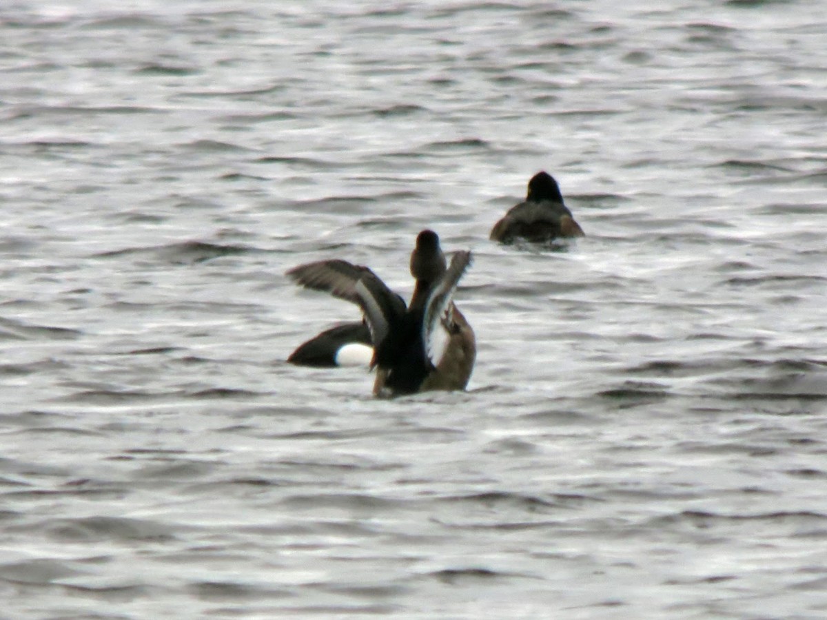 Ring-necked Duck - ML615057079