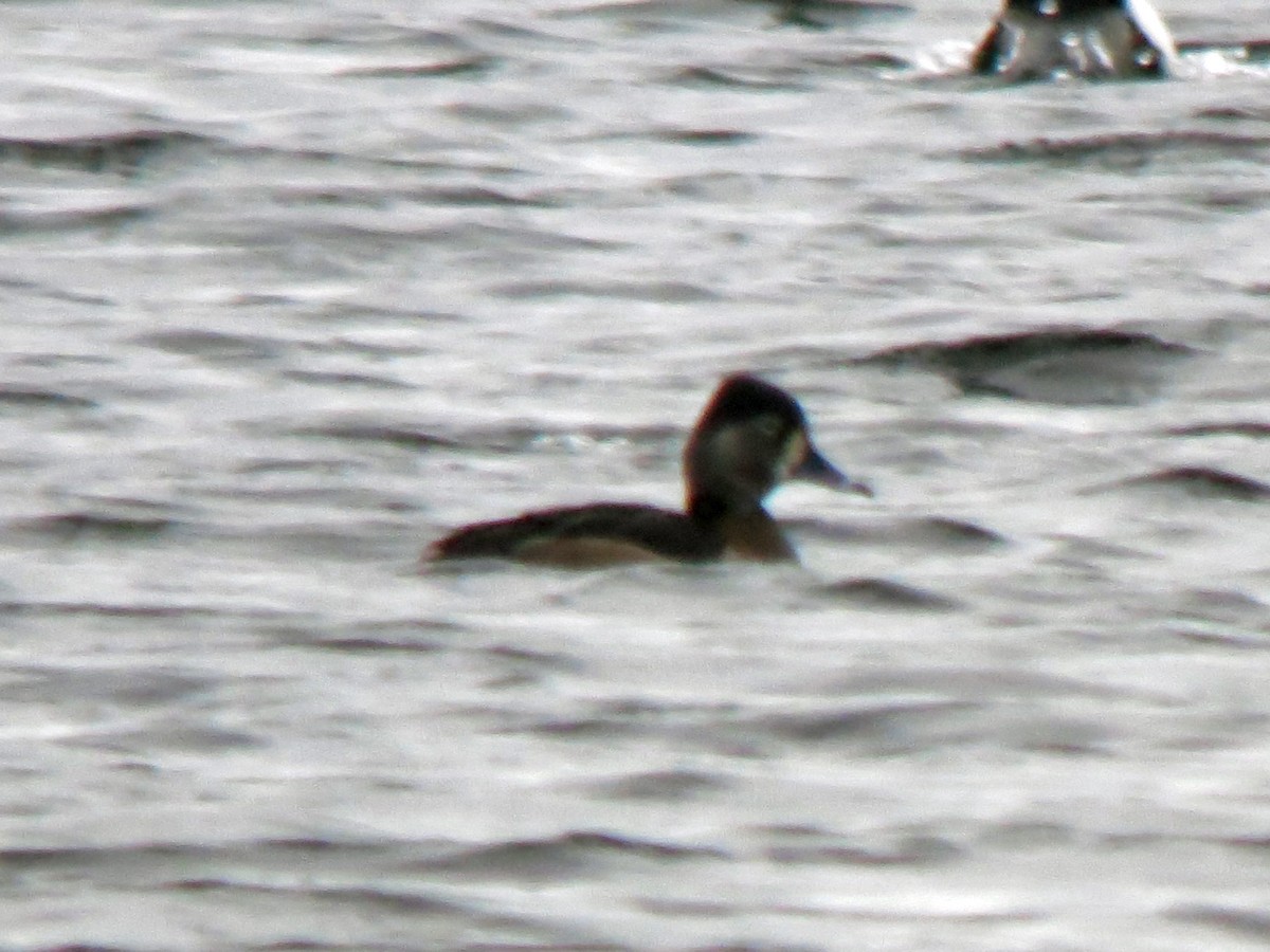 Ring-necked Duck - ML615057081