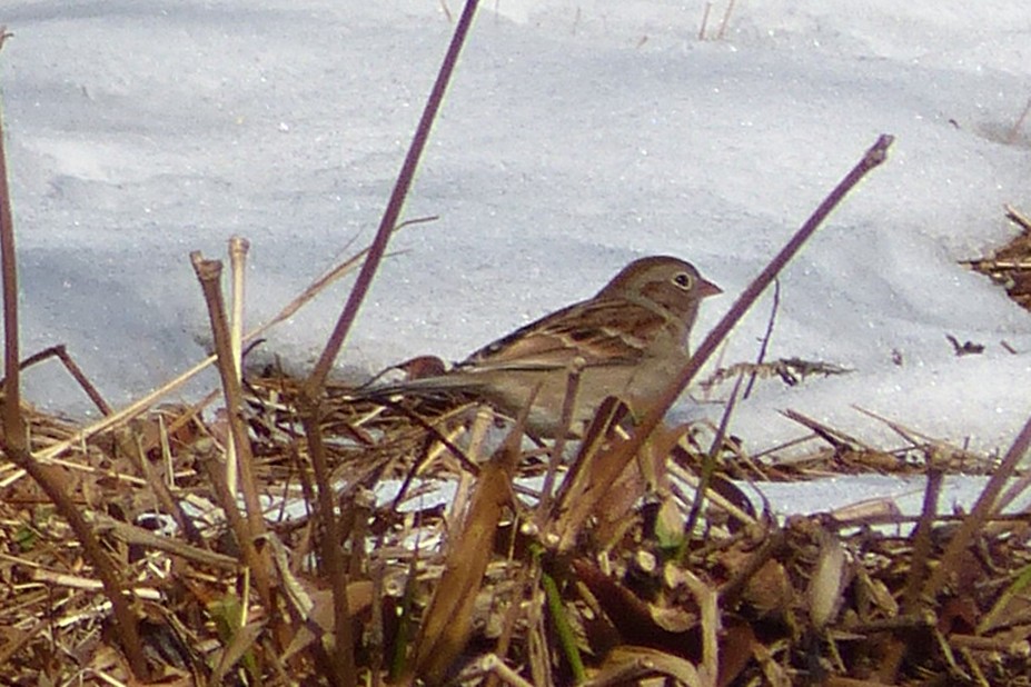 Field Sparrow - ML615057400