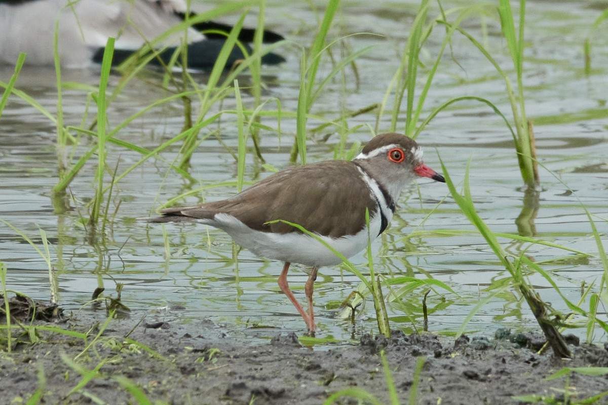 Three-banded Plover (African) - ML615057516