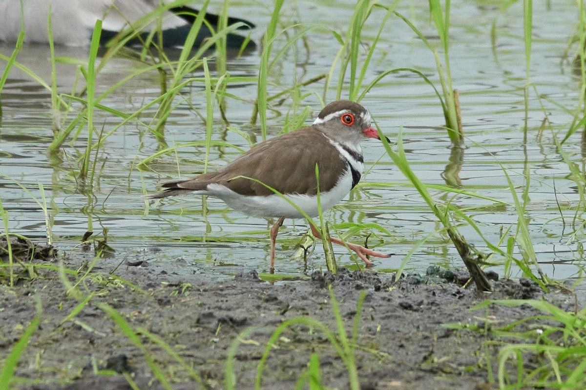 Three-banded Plover (African) - ML615057518